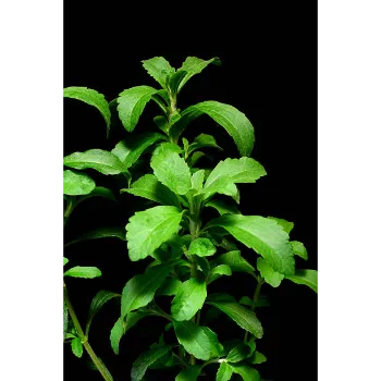 Natural Stevia Plants